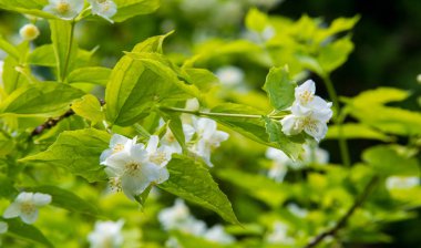 Yasemin, parfüm veya çayda kullanılan kokulu çiçekleri taşıyan Eski Dünya çalısı ya da tırmanma bitkisidir. Bir süs olarak popülerdir. Fluminense Altın Sahili Yasemin