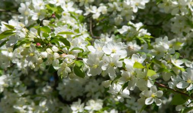 Elma Çiçekleri, Elma Çiçeği. Doğal yeşil arka planda gün ışığında. Ağaç beyazı baharda çiçek açar..