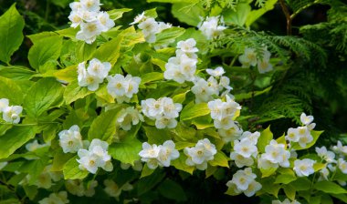 Yasemin, parfüm veya çayda kullanılan kokulu çiçekleri taşıyan Eski Dünya çalısı ya da tırmanma bitkisidir. Bir süs olarak popülerdir. Fluminense Altın Sahili Yasemin