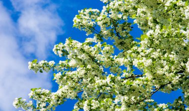 Elma Çiçekleri, Elma Çiçeği. Doğal yeşil arka planda gün ışığında. Ağaç beyazı baharda çiçek açar..