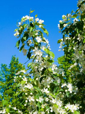 Elma Çiçekleri, Elma Çiçeği. Doğal yeşil arka planda gün ışığında. Ağaç beyazı baharda çiçek açar..