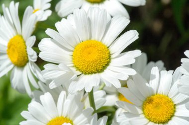 Papatya çayı. İtalyan papatya çayı özütü Matrikaria recutita koyu çay olarak kabul edilir. Fizyoterapide antimikrobik ve iltihap önleyici olarak kullanıldı. Aynı zamanda merhemlerde, losyonlarda ve enfeksiyonlarda da kullanılır.