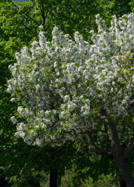 Elma Çiçekleri, Elma Çiçeği. Doğal yeşil arka planda gün ışığında. Ağaç beyazı baharda çiçek açar..