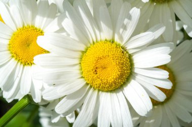 Papatya çayı. İtalyan papatya çayı özütü Matrikaria recutita koyu çay olarak kabul edilir. Fizyoterapide antimikrobik ve iltihap önleyici olarak kullanıldı. Aynı zamanda merhemlerde, losyonlarda ve enfeksiyonlarda da kullanılır.