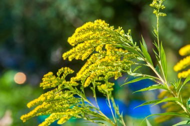 Mimoza çiçeği. Yaklaş. 