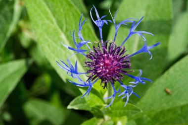 Blue cornflower 'ın ABD, Kanada, İngiltere ve Avustralya' daki popülaritesi o kadar yüksekti ki Corning Glass Works 'ün bir sembolü haline geldi..