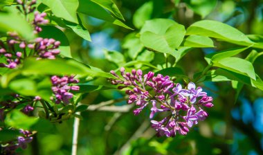 Zeytin familyasına ait ağaçlık alanlarda yetişen ve güneydoğu Avrupa 'dan doğu Asya' ya kadar ovalanan ve daha ılıman bölgelerde yaygın ve yaygın olarak yetiştirilen leylak yapraklı yapraklı şırınga türleri.