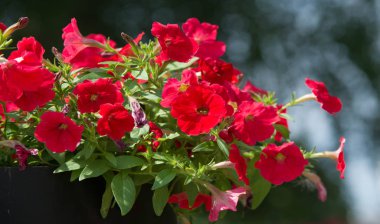 Petunia, Güney Amerika kökenli çiçekli bitkilerden biridir. Bu Fransız ulusal isminin adıdır, Petun, anlamı tütün, Tupi - Guarani dilinden gelir..