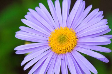 Aster ismi Yunanca 'da 