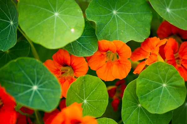 Tropaeolum Κοινώς Γνωστό Nasturtiums Κυριολεκτικά Ανεμοστρόβιλος Μύτη Μητρική Της Νότιας — Φωτογραφία Αρχείου