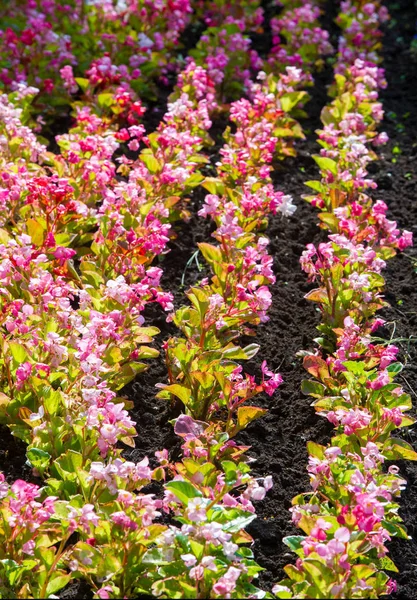 Begonia Ett Släkte Fleråriga Blommande Växter Den Begonian Familjen Begonias — Stockfoto
