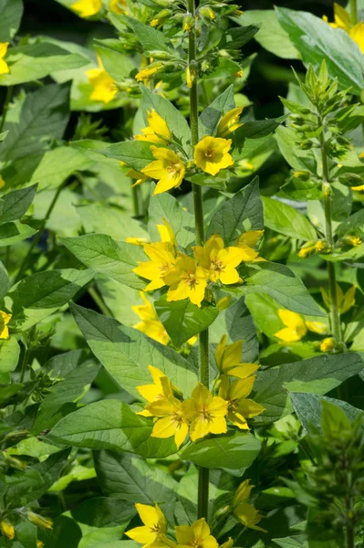 Lysimachia Species Often Have Yellow Flowers Grow Vigorously Tend Grow — Stock Photo, Image