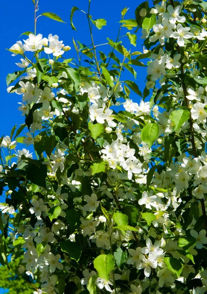 Flores Manzana Flor Manzana Bajo Sol Sobre Fondo Verde Natural — Foto de Stock