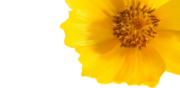 Flower Flowerbed Yellow Cosmos Género Con Mismo Nombre Común Cosmos — Foto de Stock