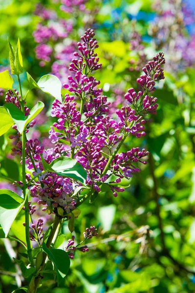 オリーブ科の木本植物の開花の新羅ライラック種は 東南ヨーロッパから東アジアへの森林やスクラブに自生し 一般的に他の温帯地域で栽培されています — ストック写真