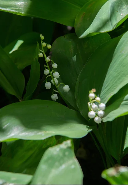 Ily Vallée Une Plante Européenne Largement Cultivée Famille Des Lis — Photo