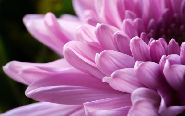 Bukiet Kwiatów Atrakcyjnie Zaaranżowana Wiązanka Kwiatów Szczególnie Tych Prezentowanych Prezencie — Zdjęcie stockowe