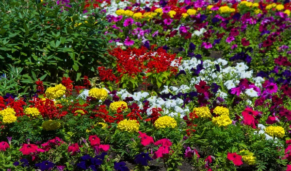 Floral Landscaping Brengt Een Rel Van Kleur Straten Van Stad — Stockfoto