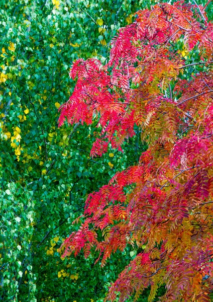 Jesienna Fotografia Krajobrazowa Popiół Górski Pełnym Pięknie Oświetlony Kolorami Jesieni — Zdjęcie stockowe