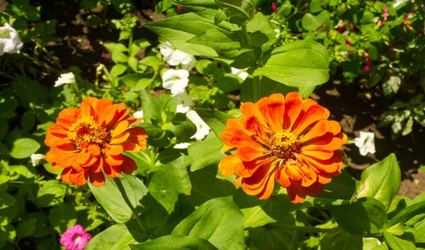 Floral Landscaping Brings Riot Color City Streets City Beds Flowers — Stock Photo, Image