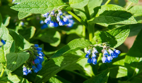 Symphytum Originario Piante Fiore Della Famiglia Delle Boraginaceae Conosciuto Collettivamente — Foto Stock