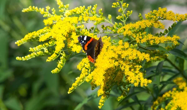 Solidago 'nun çiçekleri genellikle Kuzey Amerika' dan gelir. Güney Amerika 'ya özgü Meksika ve Avrasya Kelebeği Vanessa atalanta da dahil. Kızıl Amiral ya da daha önce takdire şayan olan