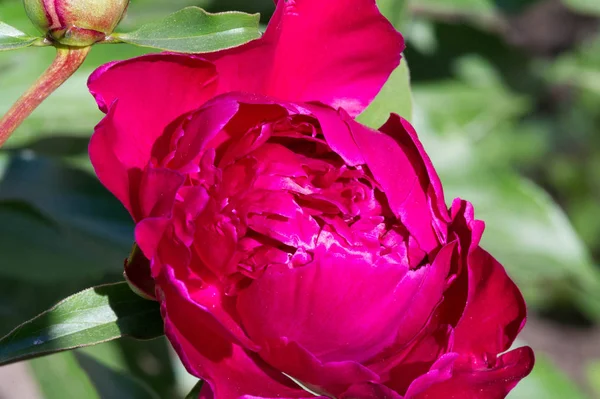 Peony Paeony Flowering Plant Genus Paeonia Only One Family Paeoniaceae — Stock Photo, Image