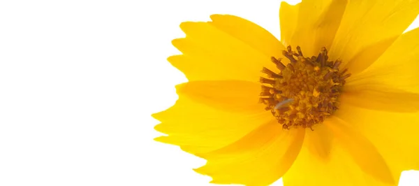 ดอกไม าหร บเต ยงดอกไม เหล องจ กรวาลเป นสก อเด ยวก — ภาพถ่ายสต็อก