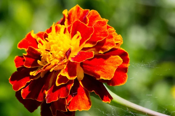 Faj Tagetes Lucida Ismert Pericones Használják Hogy Édes Ízesített Ánizs — Stock Fotó