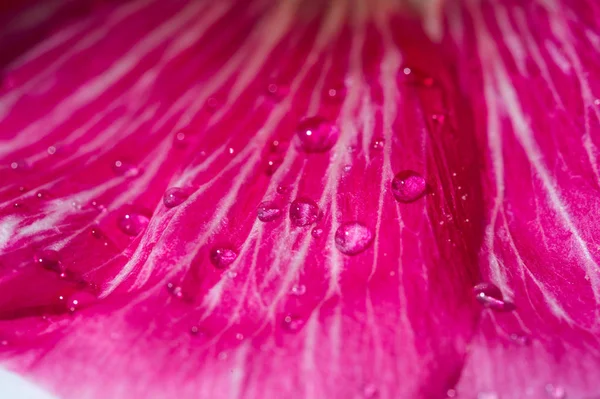 Malva Malvaceae Familyasından Bir Cinstir — Stok fotoğraf