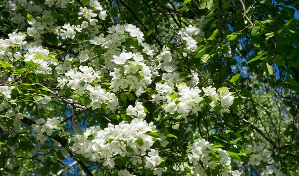 Fleurs Pomme Fleur Pomme Soleil Sur Fond Vert Naturel Les — Photo