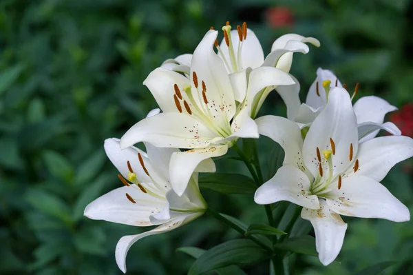 ユリユリユリ 花は大きく しばしば芳香があり オレンジ ピンク 紫などの幅広い色で提示されます マーキングにはスポットやブラシストロークが含まれます — ストック写真