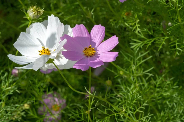 Flowers Cosmos Nativa México Onde Maioria Das Espécies São Encontradas — Fotografia de Stock