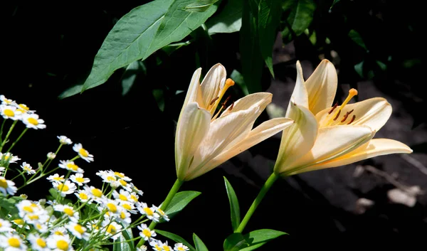 Lilium Género Plantas Herbáceas Con Flores Que Crecen Bulbos Todas —  Fotos de Stock