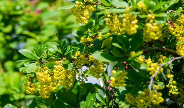 Berberis Vulgaris Arbusto Del Género Berberis Produce Bayas Ácido Butílico —  Fotos de Stock