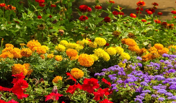 Floral Landscaping Brengt Een Rel Van Kleur Straten Van Stad — Stockfoto