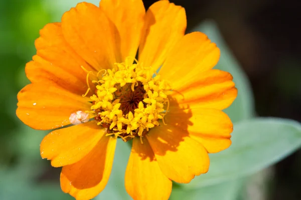 Flower Zinnia Native Scrub Southwest United States South America Center — Stock Photo, Image