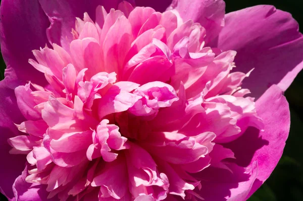 Peony Uma Espécie Angiospérmica Gênero Paeonia Pertencente Família Paeoniaceae Nativa — Fotografia de Stock