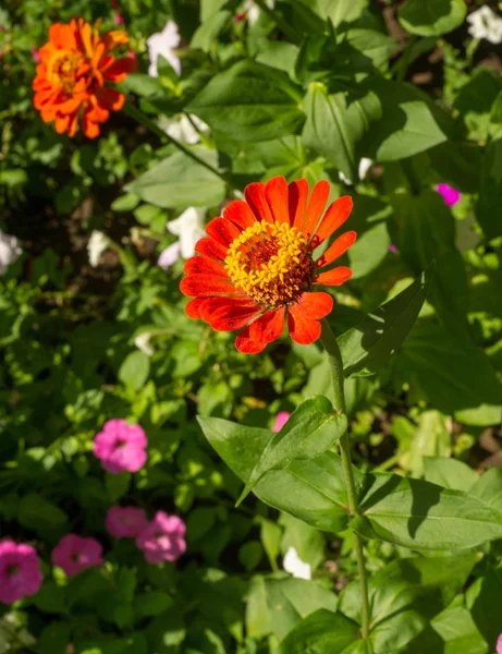 Zinnias Annual Plants Shrubs Sub Shrubs Growing Mainly North America — Stock Photo, Image