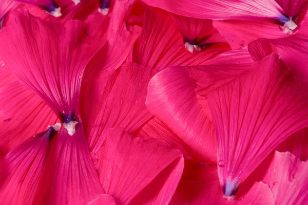 テクスチャの背景 パターンだ 花びら — ストック写真