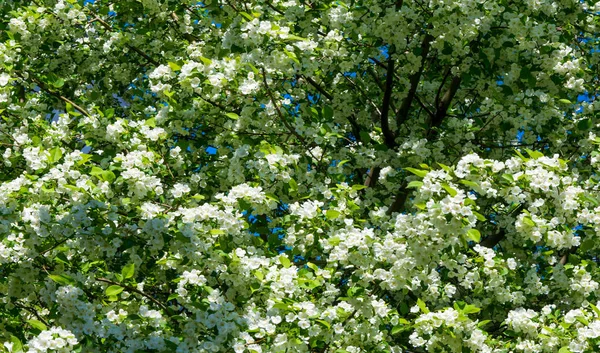 Apfelblüten Apfelblüten Der Sonne Über Naturgrünem Hintergrund Baum Weiß Blüht — Stockfoto