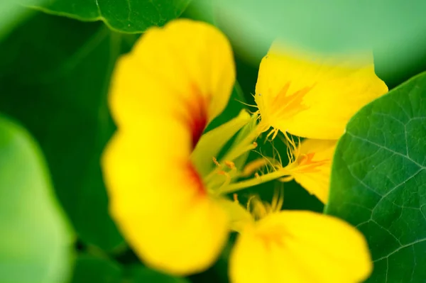 Tropaeolum Κοινώς Γνωστό Nasturtiums Κυριολεκτικά Ανεμοστρόβιλος Μύτη Μητρική Της Νότιας — Φωτογραφία Αρχείου