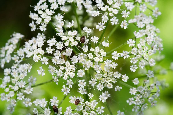 Aegopodyum Tanınmış Üyesi Aegodium Podagraria Dağdaki Kar Piskopos Otu Gutweed — Stok fotoğraf