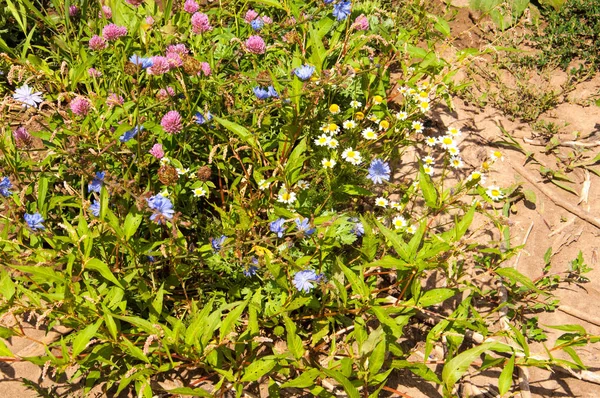 Summer Landscape Flowers Meadow Field Daisies Clover Cornflowers — Stock Photo, Image