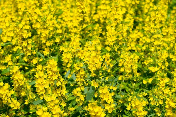 Las Especies Lysimachia Menudo Tienen Flores Amarillas Crecen Vigorosamente Tienden —  Fotos de Stock