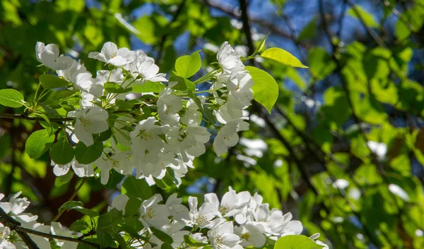 Apple Flowers Apple Flossom Сонячному Світлі Над Природним Зеленим Фоном — стокове фото