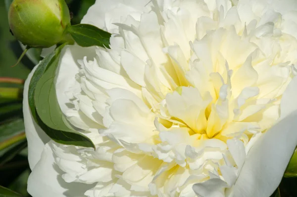 Peonía Peonía Una Planta Con Flores Perteneciente Género Paeonia Única — Foto de Stock