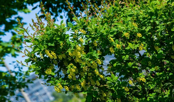 Berberis Vulgaris Ευρωπαϊκό Barberry Απλά Barberry Είναι Ένας Θάμνος Στο — Φωτογραφία Αρχείου