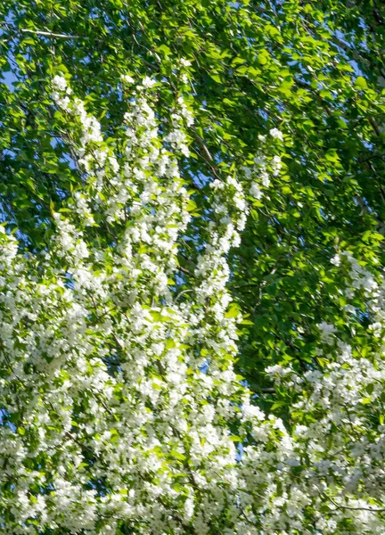 Fleurs Pomme Fleur Pomme Soleil Sur Fond Vert Naturel Les — Photo