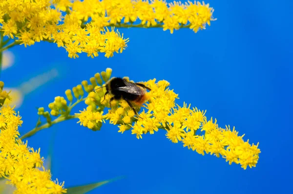 Flor Saltago Comúnmente Llamada Árbol Dorado Proviene América Del Norte —  Fotos de Stock